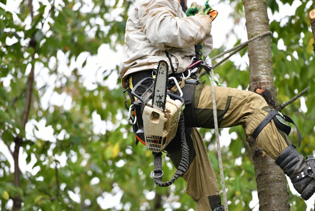 Affordable Cedar Park Tree Service Options for Local Homeowners