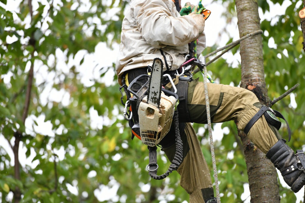 Affordable Cedar Park Tree Service Options for Local Homeowners
