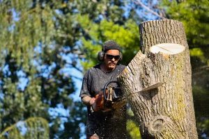 Tree Wise Men Professional Tree Care You Can Trust