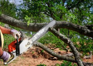 Tree Wise Men LLC Tree Removal Trusted Local Tree Experts