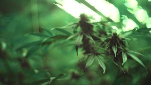 THCA Flower and THC Vape Pens A Dual Approach to Cannabis Use