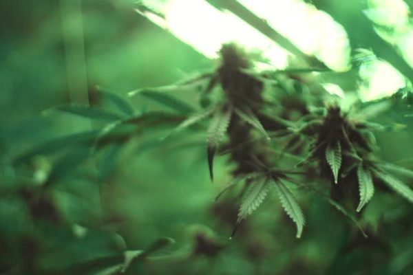 THCA Flower and THC Vape Pens A Dual Approach to Cannabis Use