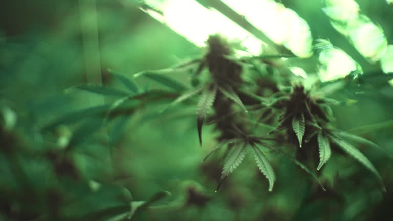 THCA Flower and THC Vape Pens A Dual Approach to Cannabis Use